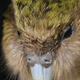 Illustration for article titled This is the worst reproductive strategy in the animal kingdom